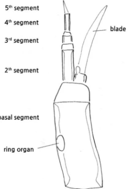 Fig. 3.  Basic structure of the mandible in the head capsule (Chirono- (Chirono-mus sp.).