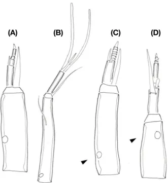 Fig. 8.  Representative structure of the mentum in the head capsule. 