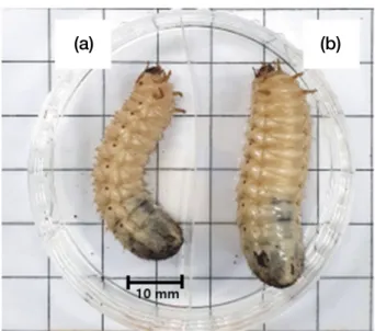 Table 1.  The larval period of the 3 rd  instar and pupation rate of  Protaetia brevitarsis with treatment of different concentrations (%)  of Rhus verniciflua Stokes extract