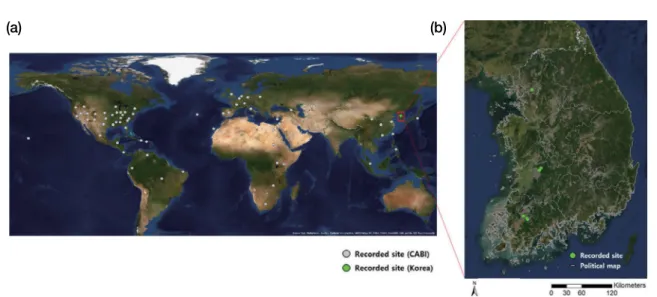Fig. 2.   Changes of searching rate for Procambarus clarkia using  Google Trend with keywords “미국가재 (American  freshwa-ter crayfish)” or “붉은 가재 (red swamp crayfish)” in Korea