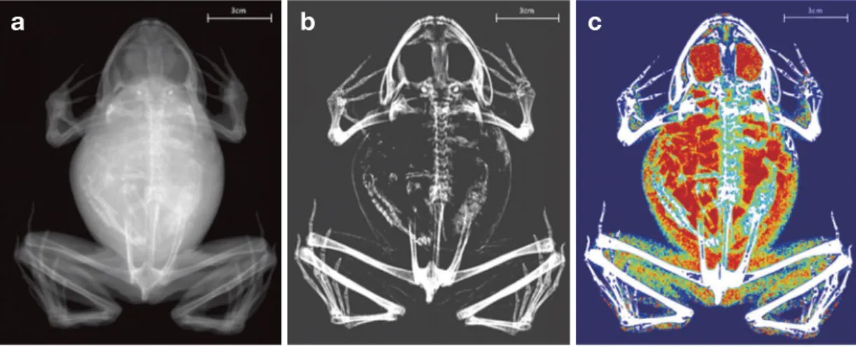 Fig. 1.   X-ray image of Lithobates catesbeianus from Dual Energy X-ray Absorptiometry (DEXA)