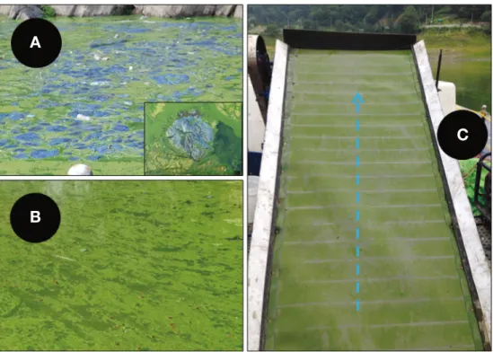 Fig. 7.   Weekly variations of water temperature, chlorophyll-a concentration and standing crops of blue-green algae determined in the ob- ob-servation site (Chuso) of algae alert system of the So-ok Stream (Daecheong Reservoir) from April 2012 to November