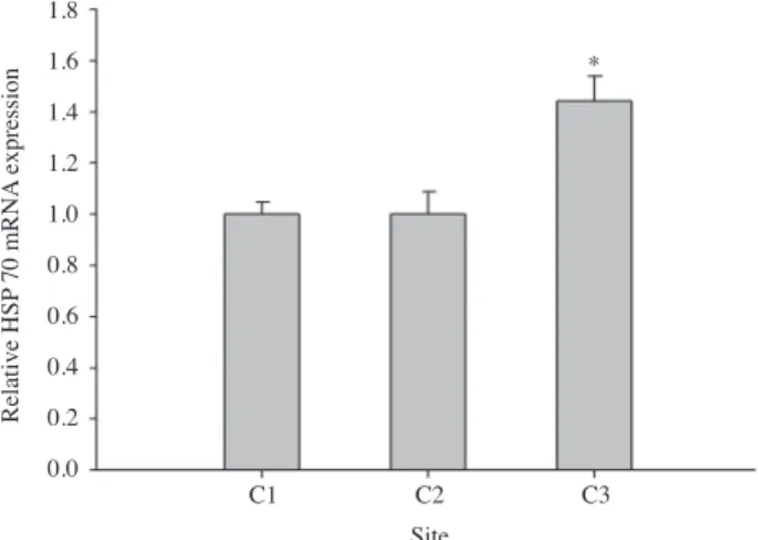 Fig. 5.   Expression of heat shock protein 70 (HSP70) gene in gills  of Crassostrea gigas