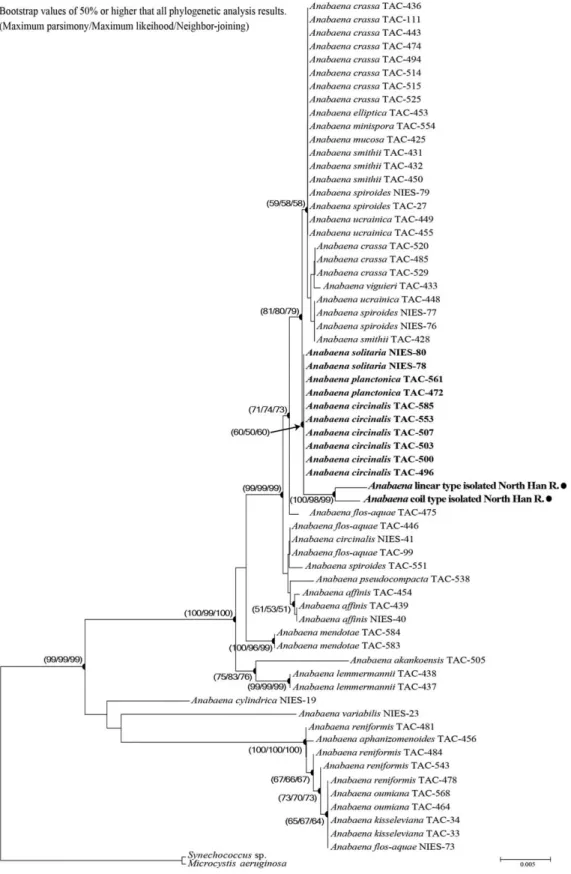 Fig. 2. Phylogenetic relationships of Anabaena taxa inferred using Maximum parsimony, Maximum likelihood and Neighbor-joining analy- analy-ses