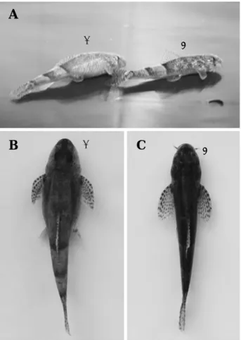 Table 2. The sex ratio of Gobiobotia macrocephala in Seom River at Heungho-ri, Buron-myeon, Wonju-si, Gangwon-do, Korea, 2010.