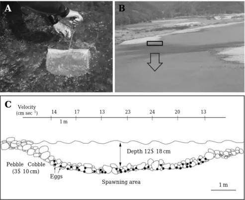 Fig. 5. A collecting method of the spawned eggs (A) and the spawning area (B, C) of Gobiobotia macrocephala in Seom River at Heungho-ri, Buron-myeon, Wonju-si, Gangwon-do, Korea, 1 June 2010