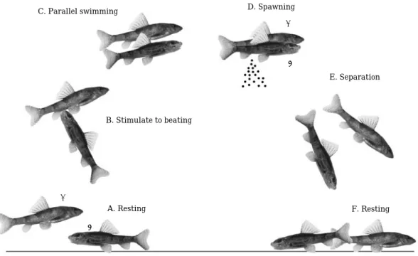 Fig. 6. Spawning behaviors of Gobiobotia macrocephala in laboratory from June 2010.