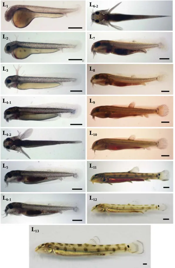 Fig. 2. Larva and juvenile development of Iksookimia koreensis at water temperature 23� C