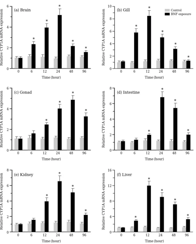 Fig. 3. Relative mRNA expression of Zacco platypus CYP1A gene in different tissues after exposure to  β -naphthoflavone (1 μM) for 96 hours.