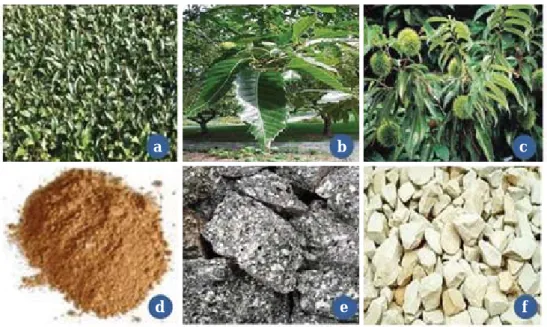 Fig. 2. Schematic extraction steps of alone or combined plants and minerals to control four selected algae.