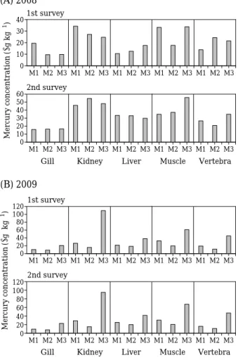 Fig. 4. Total mecury [Hg] concentration of various fish tis- tis-sues in Miho stream.
