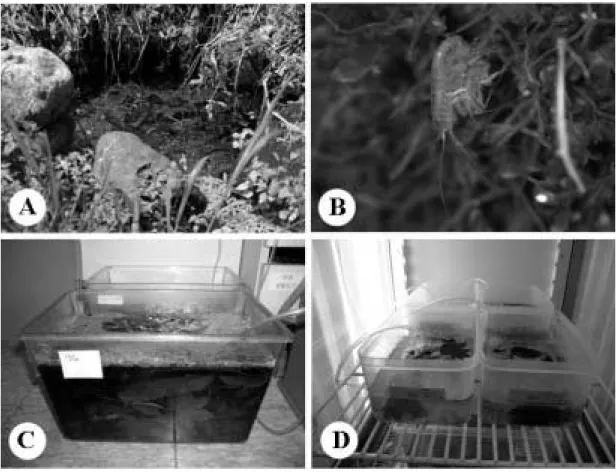 Fig. 1. Rearing experiments of G. sobaegensis. (A) habitat, (B) G. sobaegensis in habitat, (C) conditioning of leaves, and (D) rearing aquaria with four different medium conditions.