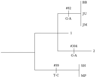 Fig. 3. The most parsimonious network of Pungitius kaibarae based on mtDNA control region (525 bp)