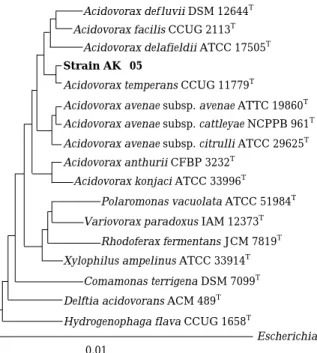 Fig. 2. Alga-lytic activity of the bacterial supernatant of A. temperans strain AK-05 related with bacterial growth phages.
