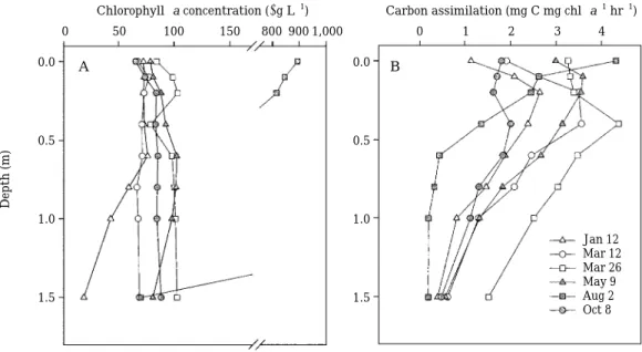 Fig. 2. Depth profiles of chlorophyll-a concentrations (A) and in situ primary productivity per unit chlorophyll-a and for an hour (B) in 1996