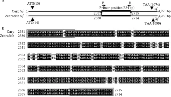 Fig. 3. Primer design for RT-PCR of vitellogenin of H. labeo. (A) Primer positions. F, forward primer; R, reverse primer.
