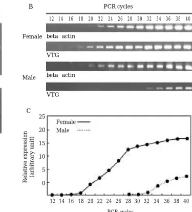 Fig. 4. Optimization of RT-PCR of vitellogenin and beta actin mRNA in H. labeo. (A) Optimization of annealing temperature for RT-PCR products of VTG mRNA and beta actin