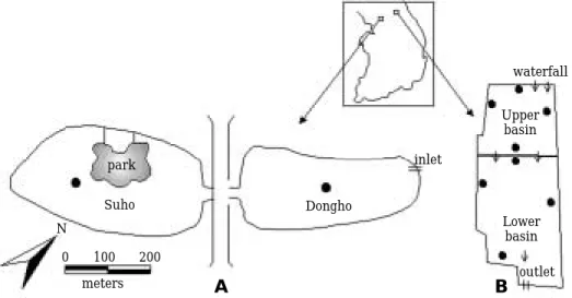 Fig. 1. Map showing the study sites. Dark circles mean sampling stations. Arrows in panel B indicate the flow of water.