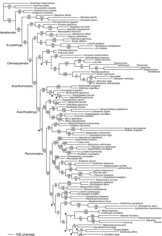 Fig. 1. The single most parsimonious (MP) tree derived from unweighted analysis of mitogenomic data (adopted from Miya et al., 2003).