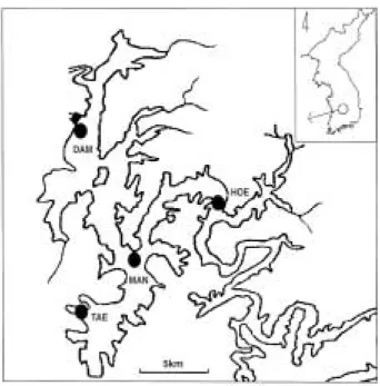 Fig. 1. The sampling  sites in Daechung Reservoir (TAE: