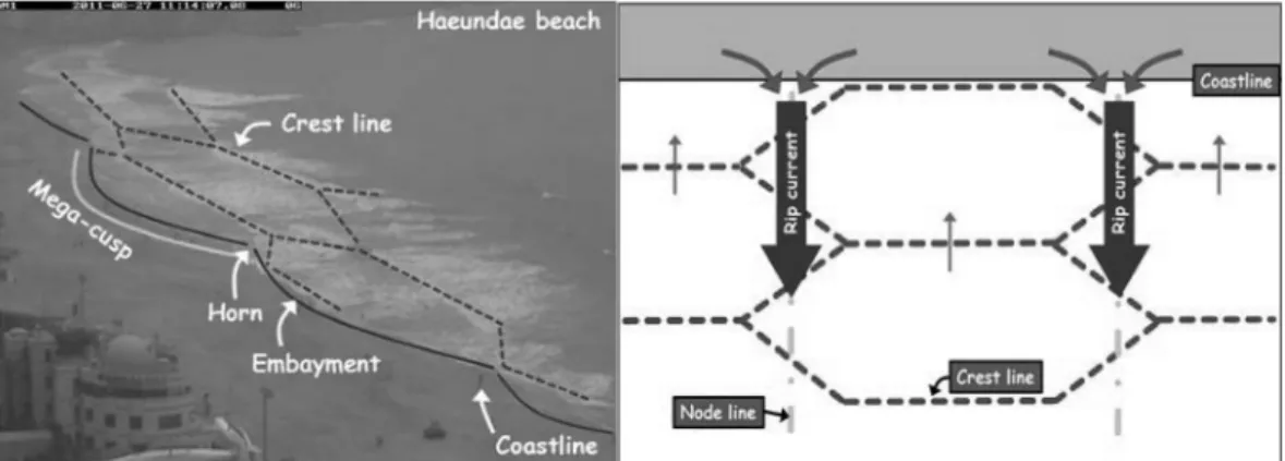 Fig. 1 Conceptual Sketches of rip current along nodal line area caused by honeycomb pattern of wave crest ( 윤 등 , 2012)