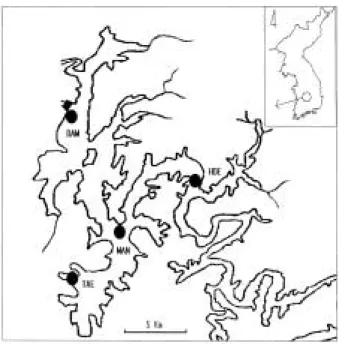 Fig. 1. The sampling sites in Daechung Reservoir. TAE, Taejon Intake tower: MAN, Estuary: HOE,  Hoe-nam Bridge: DAM, Daechung Dam.