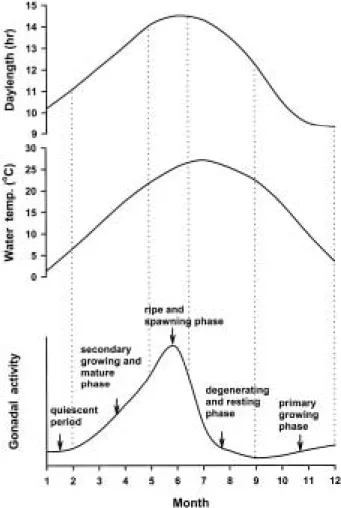 Fig. 9. Model to explain the reproductive cycle of venus f ish, Aphyocypris chinensis.
