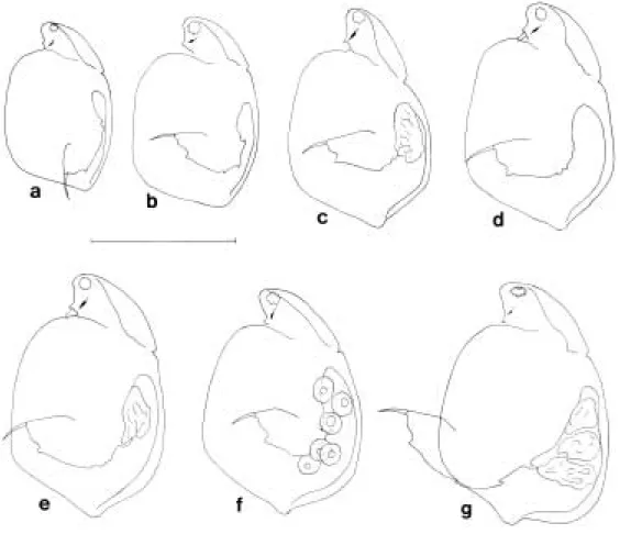 Fig. 3. Variability of Simocephalus mixtus Sars in parthenogenetic female. a-e, population collected from a small reservoir in Kwangju; f, population from the rice-f ields in Yongin, Ky ˇonggi-do; g, population from the Kanjung reservoir in Wanju, Ch ˇolla