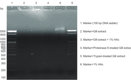 Fig. 7. Gel retardation analysis or the binding of the proteinase K or trypsin treated gill extract to DNA