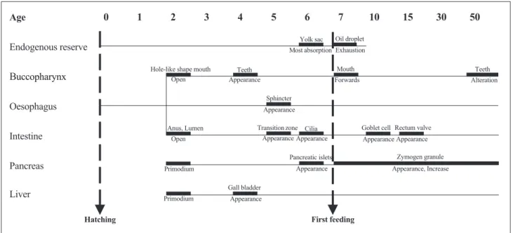 Fig. 8. A schematic showing developmental processes of digestive organs in Anguilla japonica larvae until 50 days after hatching.