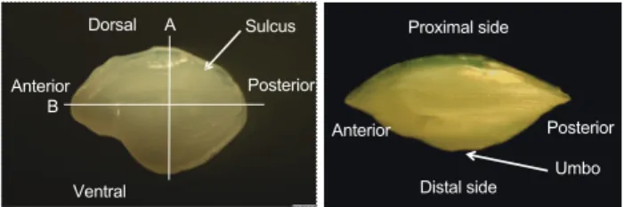 Fig. 4.  Vertical otolith  section  of the white croaker Pennahia  argentata. R, otolith radius; r1- r6, annual ring radii.