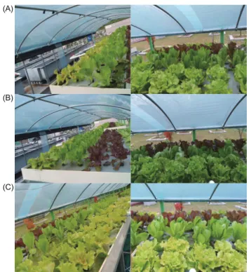 Fig. 2. Growth of leafy vegetables for 2 weeks (left) and 4 weeks  (right) in AP (EXP 2)