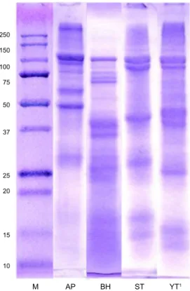 Fig. 1. Sodium dodecyl sulfate-polyacrylamide gel electrophoresis  patterns of fish roe concentrates prepared by vacuum freeze-dried  process