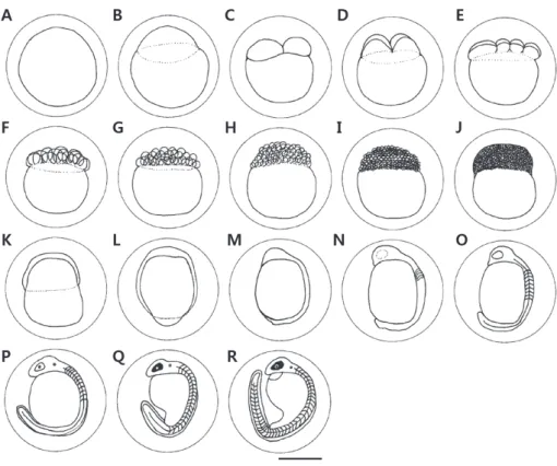 Fig. 1. Eggs development of Hemibarbus longirostris. Scale bar=1.00 mm. Time required for each development stage is shown in Table 1.