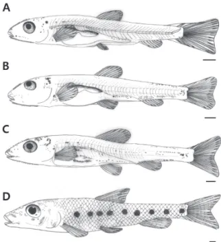 Fig. 3. Morphological development of postflexion larvae and juve- juve-niles of Hemibarbus longirostris