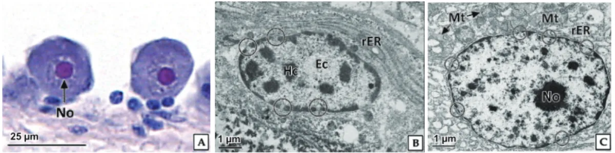 Fig. 5. Light and transmission electron microscopy on the initial vitellogenic oocyte of abalone Haliotis discus hannai