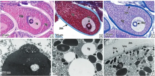 Fig. 6. Light and transmission electron microscopy on the active vitellogenic oocyte of abalone Haliotis discus hannai