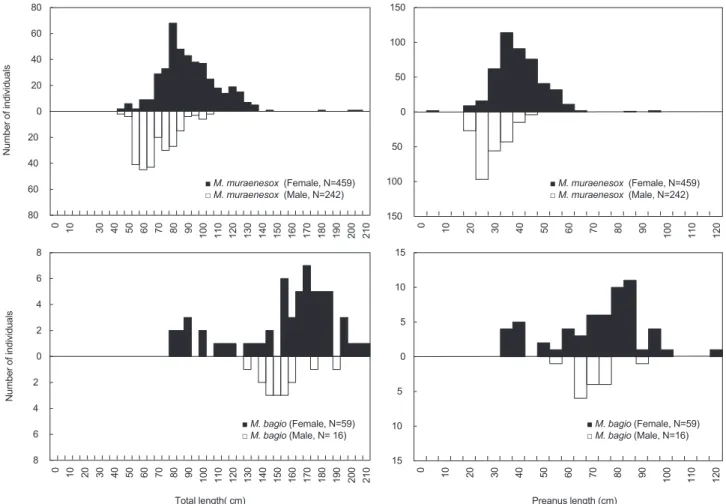 Fig. 1. Size frequency distribution of the daggertooth pike conger Muraenesox cinereus and the common pike conger M