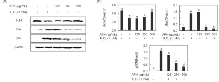 Fig. 4. Effects of APN on apoptosis in H 2 O 2 -stimulated hepatocytes. Bcl-2, Bax and p53 molecules were measured using western blot
