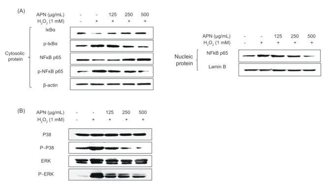 Fig. 6. Evaluation of the effect of APN on Nrf2/HO-1 signaling pathway in H 2 O 2 -stimulated hepatocytes