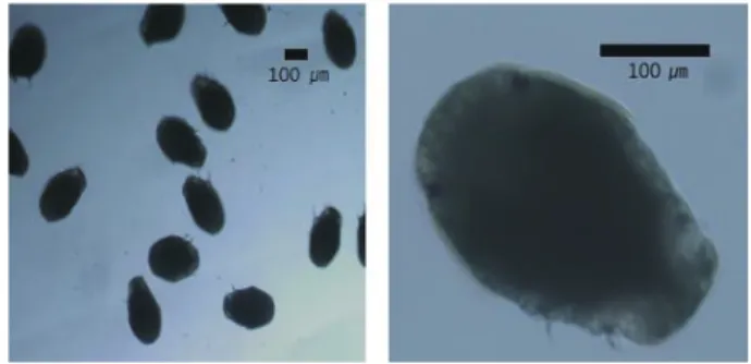 Fig. 3. Experimental mud substrates containing different organic  contents in each well plate