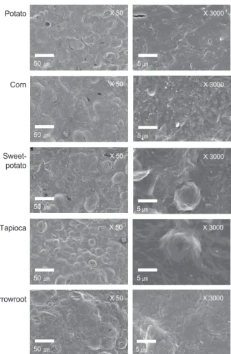 Fig. 5. Scanning electron microscope (SEM) images of fried final  products with different starches.