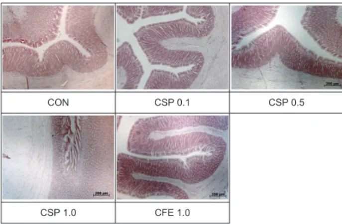 Fig.  2.  Histological  changes  of  the  stomach  in  Korean  rockfish  Sebastes schlegeli fed the experimental diets for 11 weeks (H&amp;E  stain, ×400)