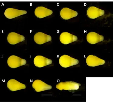 Table 3. Eggs and embryonic development of hybrid between Rhodeus ocellatus (♀) and R