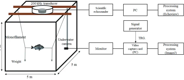 Fig. 1. Experimental scheme and system composition for measuring the target strength of black seabream Acanthopagrus schlegeli using  200 kHz Frequency.