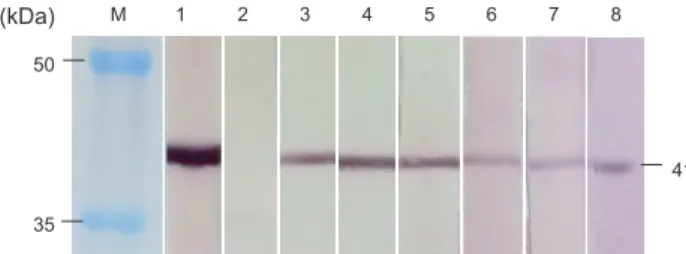 Fig. 3. ELISA analysis using brain tissues of NNV-infected sev- sev-enband grouper (D1, 10 8.55  TCID 50 /mL; D2, 10 8.55  TCID 50 /mL; D3,  10 8.8  TCID 50 /mL) and uninfected sevenband grouper (C1, C2 and  C3)  and  six  monoclonal  antibodies  (2B1,  2B