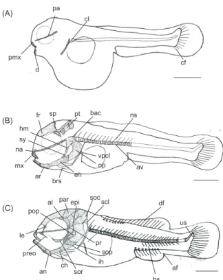 Fig. 1. Devleopment stage of prelarvae and postlarvae of skeleton  in aucha perch Coreoperca kawamebari