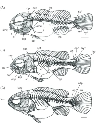 Fig. 2. Development stage of postlarvae and juveniles of skeleton  in aucha perch Coreoperca kawamebari