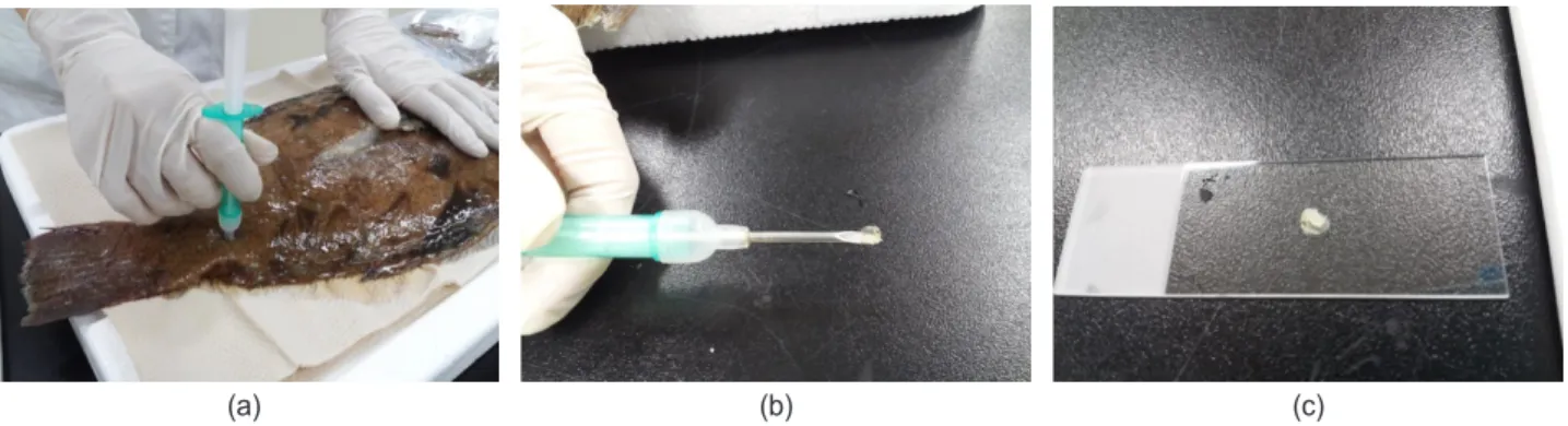 Fig. 1. Taking of the samples by part-point muscle (PPM) method in the fish Paralichthys olivaceus using a plastic syringe-style implanter  on a polystyrene board (a)