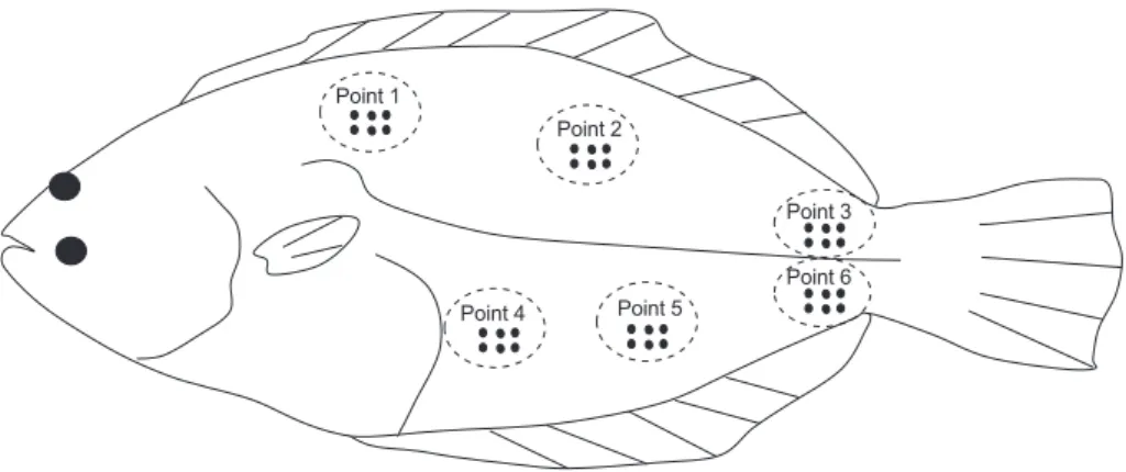 Fig. 2. Sampling points for testing Kodoa septempunctata distribution in the dorsal muscle of fish Paralichthys olivaceus